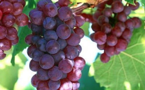 经常吃葡萄的要知道,葡萄不能和此物一起吃,爱吃葡萄的要了解