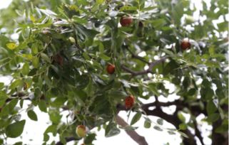 黑枣树什么时候开花开花月份与季节,枣树几月开花几月结果？