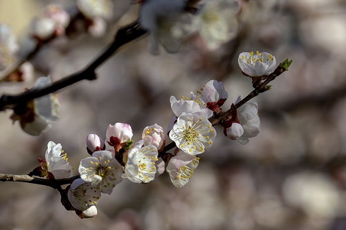 杏花 2019