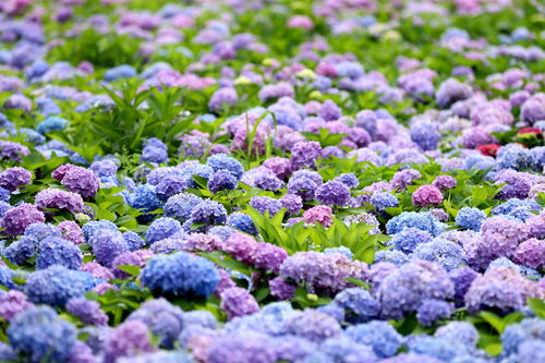 有花有景有折扣 都市花园花漾徐家汇,五一精彩连连等你来探