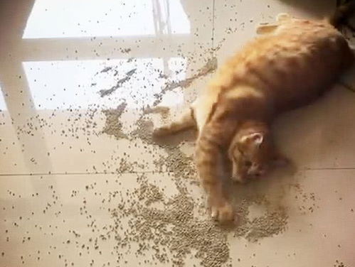 猫咪太调皮,躺在地上玩猫砂,猫咪 你是风儿我是沙
