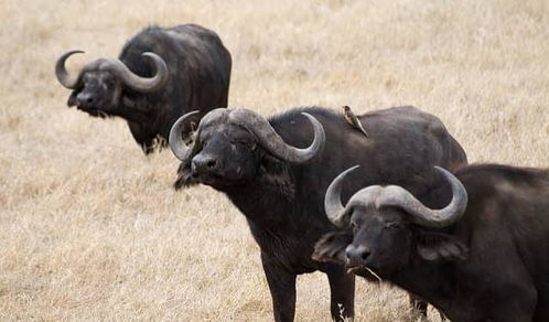 非洲科普 关于非洲水牛你不知道的6件事