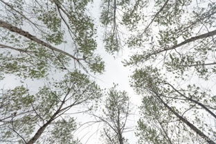 搜狐公众平台 库克植树节更新微博 呼吁关注珍贵的森林资源 