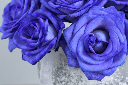 为什么不能轻易送蓝玫瑰,送蓝色玫瑰花代表的意义是什么？