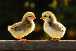 我国古代特别重视鸡,古代的鸡称它为 五德之禽