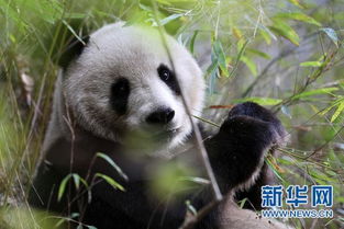 罕见 首次拍到秦岭大熊猫野外哺乳珍贵瞬间 