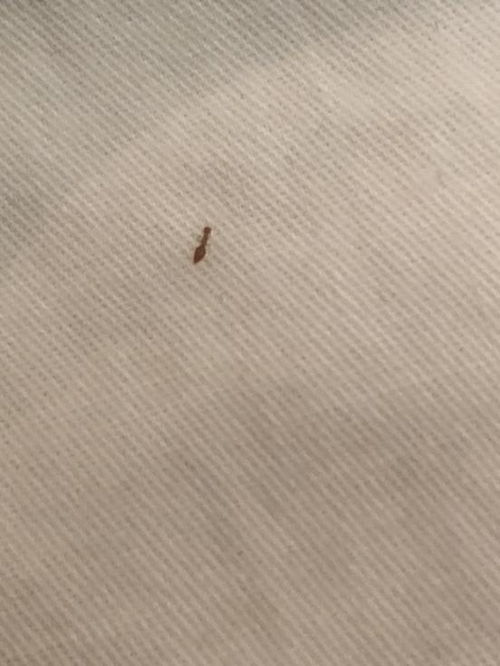 这是什么虫子 很小一只 咬人特别痒 床上出现的 有点像蚂蚁 但又不是 