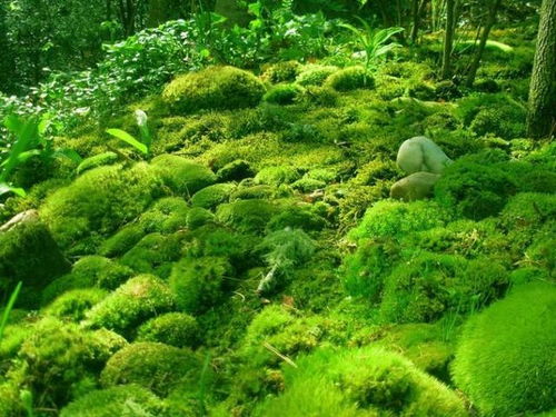 花盆铺面的苔藓养不好,原因在这里,做好这几点,才能长满花盆