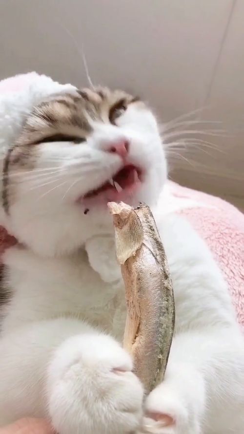 猫咪吃小鱼干,吃得真香 