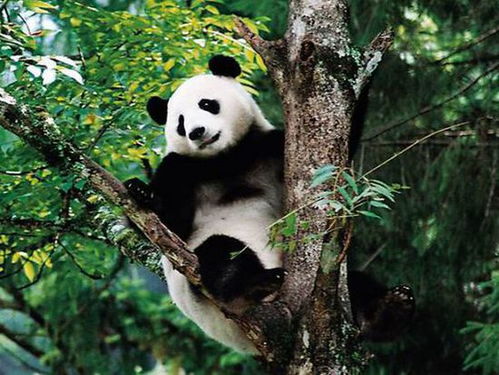 美报 美公司为旅美熊猫上保险 不怕走失或被盗 
