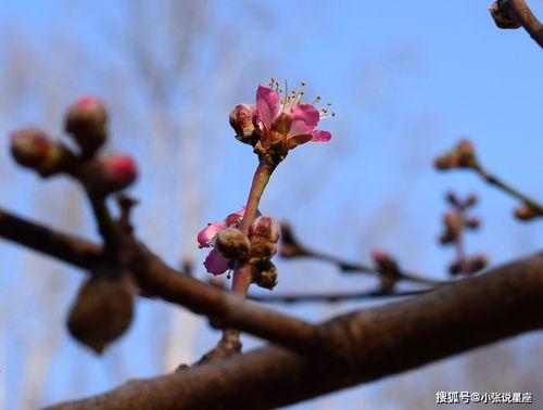 绝顶聪明的三大生肖女,优雅又娴静,做事认真负责