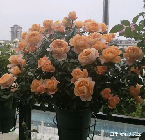 阳台党都养的 1种 月季花,花色像 橙汁 ,花量超级大 