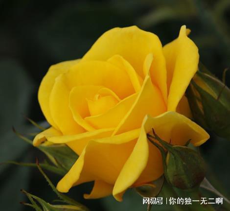 黄玫瑰花语,黄玫瑰代表什么意思？黄玫瑰寓意？黄玫瑰的花语是什么？