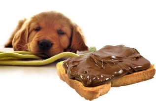 狗狗吃巧克力会怎么样 