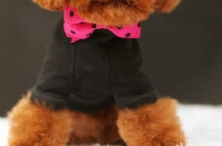 谁知道这个泰迪狗狗穿的衣服哪里有啊 