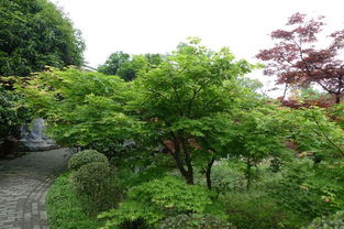 青枫价格,江西青枫,江西青枫基地,江西青枫价格