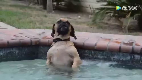 狗狗泳池洗澡喷水处享受按摩根本停不下来 
