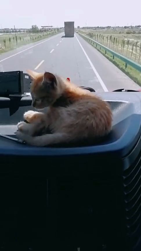 车里放个小猫咪当摆件 这就相当厉害了 