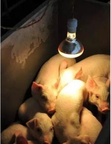 冬季仔猪保温箱保温灯使用一定要注意4个细节 附简易保温箱的设计图