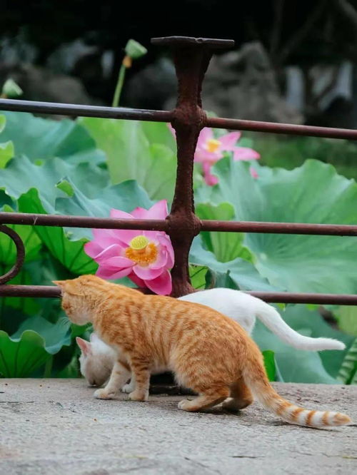 这些猫猫生活在园林,一生赏雨捻花,坐看百年四季 网友 想转行当神兽了 薛巍 故宫 微博 