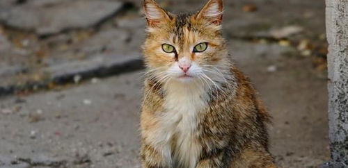 流浪猫和宠物猫 一扇窗,却是两个世界 网友评论太有才了