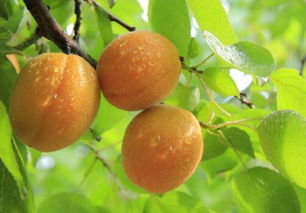 家中院子里种杏树风水好吗 怎么嫁接繁殖 如何修剪 种植几年结果