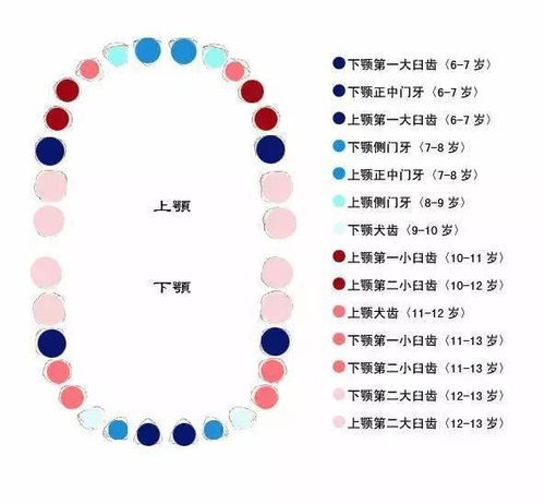 儿童换牙顺序图,爸妈收藏好了