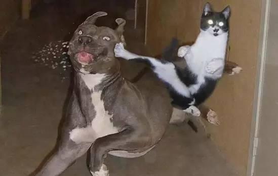 两只狗狗在家争执不下,黑猫只用一个眼神,两只狗秒怂