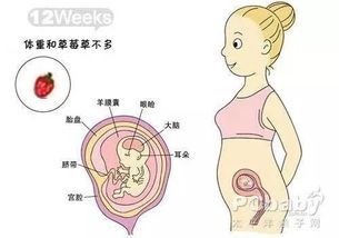 胎儿四肢短小，出生后是正常的吗(胎儿四肢短小是基因的原因吗)