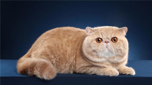 加菲猫性格好也不贵,为什么很少有人饲养 真的很难伺候