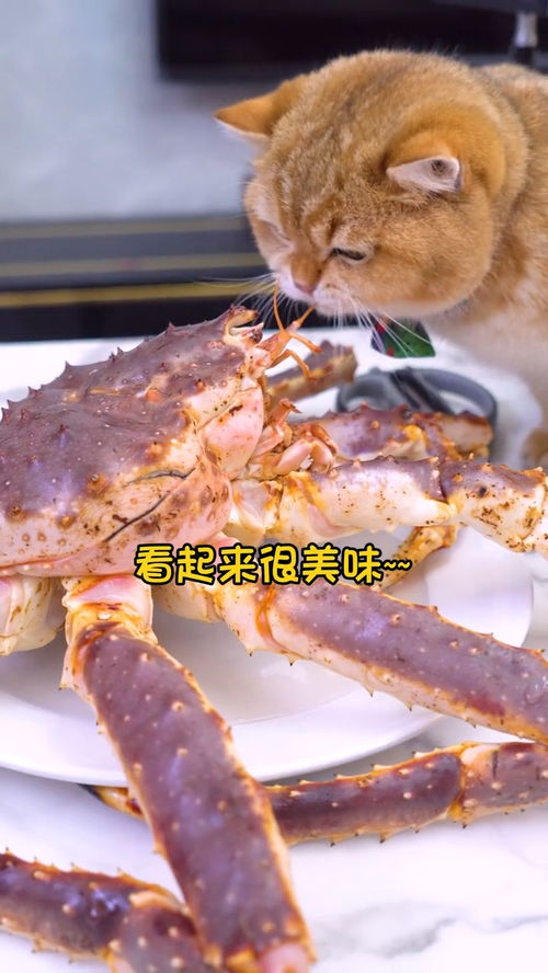 请朋友来家里吃帝王蟹,把小猫咪馋坏了 