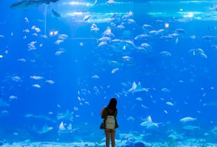 如何经营水族馆 加盟水族馆多少钱