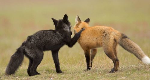 银狐是什么科动物「物种百科银黑狐」