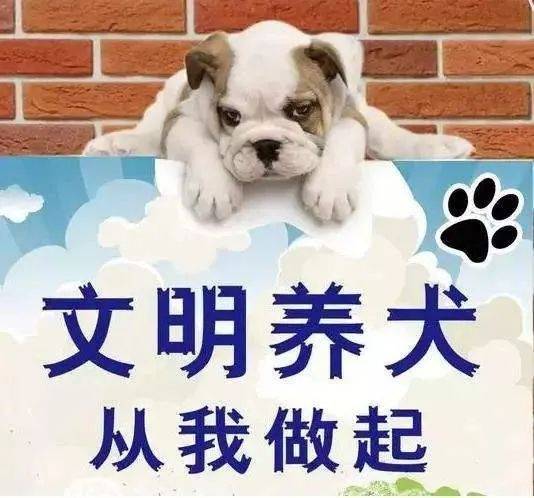 1100元 瓯海开出全市首张不文明养犬罚单