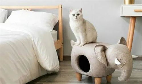看完这些猫咪家具,竟然有点嫉妒 网友 我只想瞬间化身成猫