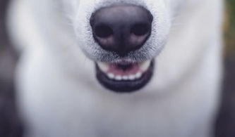 重磅 赤峰史上最严养犬新规出台 10种养犬行为必须规范