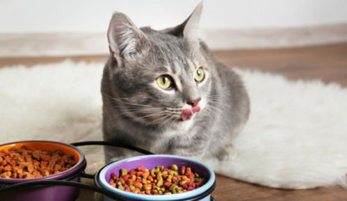猫咪为啥不在你面前吃饭 倒不是看不起你,可能与这4个原因有关