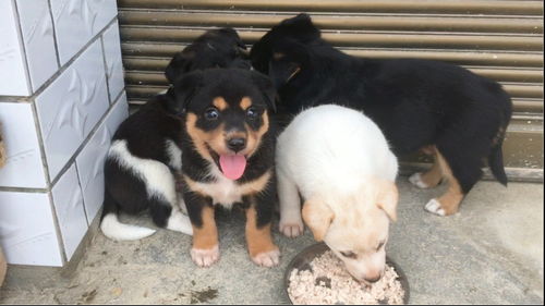 领养代替购买 一年前救助的流浪狗,送给村里人后生了4只小奶狗 