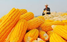 农民辛辛苦苦种的玉米,自己吃不完,为什么不卖呢
