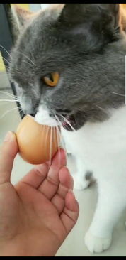 为啥小猫咪会想吃鸡蛋 