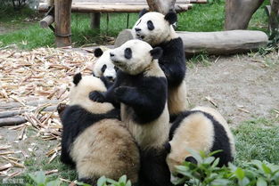 听说大熊猫最没有熊性 被誉为熊届的耻辱