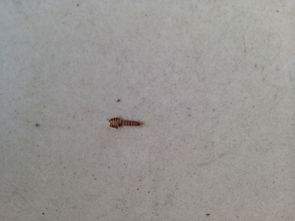 我想知道这是什么虫子啊,今天收拾桌子底下的鞋盒子,发现有好多这样的小虫子,还有一些壳 