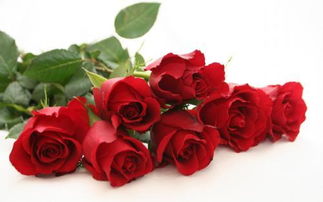 19朵玫瑰花数量代表的含义 19朵玫瑰适合送什么人