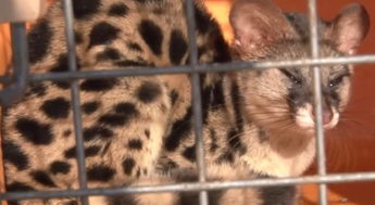 国家二级保护动物虎灵猫 溜进厨房 偷吃 被当场 抓获