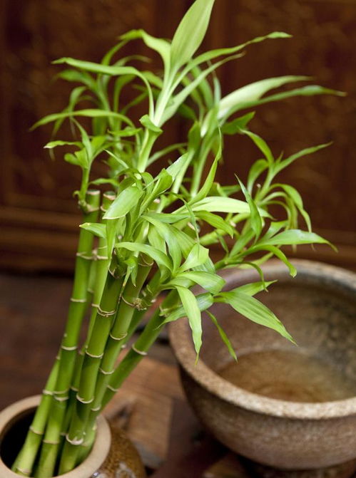 客厅摆什么植物风水好,这几大禁忌一定要注意 