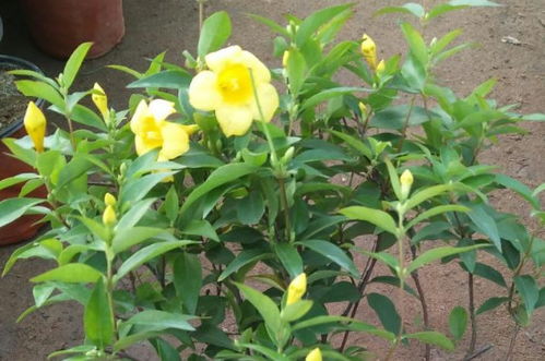 法国香水茉莉的繁殖方法,茉莉的繁殖方法茉莉花扦插种植的几个技巧？