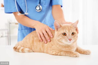七年养猫经验告诉你,猫咪便中带血有哪些原因,如何预防