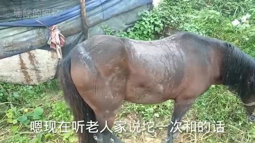 大爷花5000元买一匹马,村民都说他傻,才养两月就有人出价10000买 
