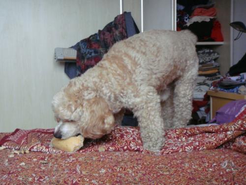 泰迪狗能吃藕和芋头吗 