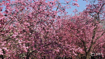 昆明樱花什么时候开,2016昆明樱花节时间 地点 门票 盛开状况 